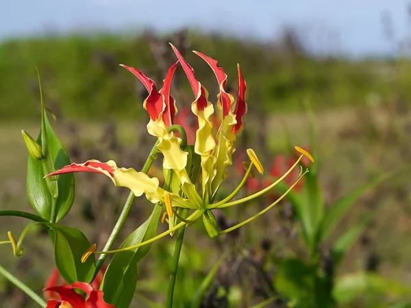 Flame lily flower.