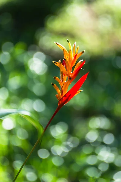 Heliconia květ se zeleným pozadím. — Stock fotografie