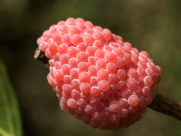 Close up de ovos Pomacea canaliculata . — Fotografia de Stock