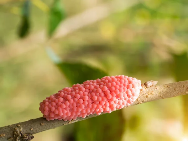 Close up of Pomacea canaliculata eggs. — Stock Photo, Image