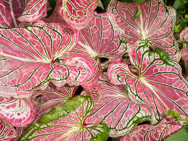 Close up of Caladium leaf. — Stock Photo, Image