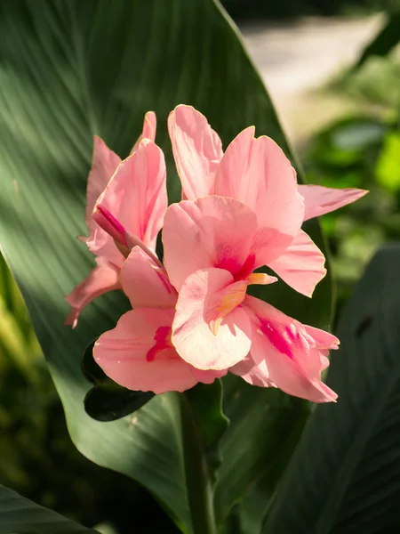 Close up of India Short flower. — Stock Photo, Image