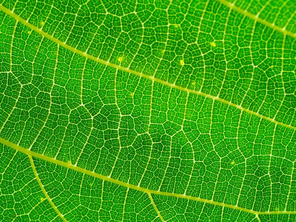 Zblízka tapetu Zelená listová. — Stock fotografie