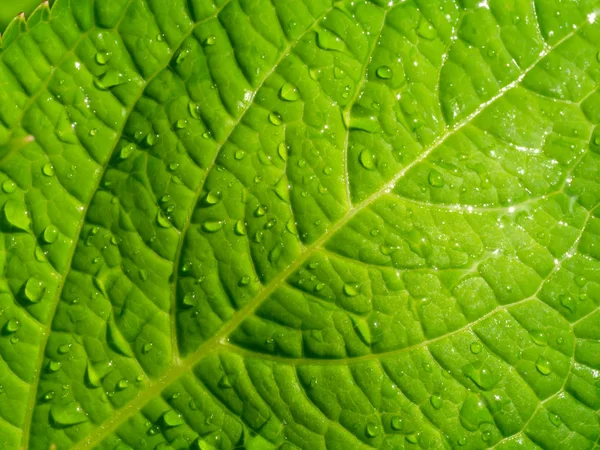 Close-up van groene blad behang. — Stockfoto