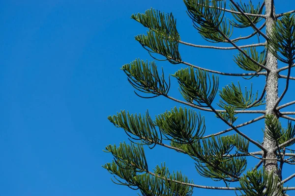 Pine verlaat met blauwe lucht. Rechtenvrije Stockfoto's