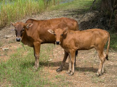 İnekler vurmak için arıyor.