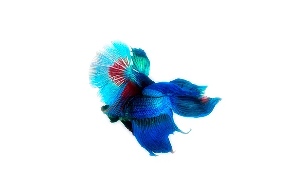 Siamese fighting fish — Stock Photo, Image