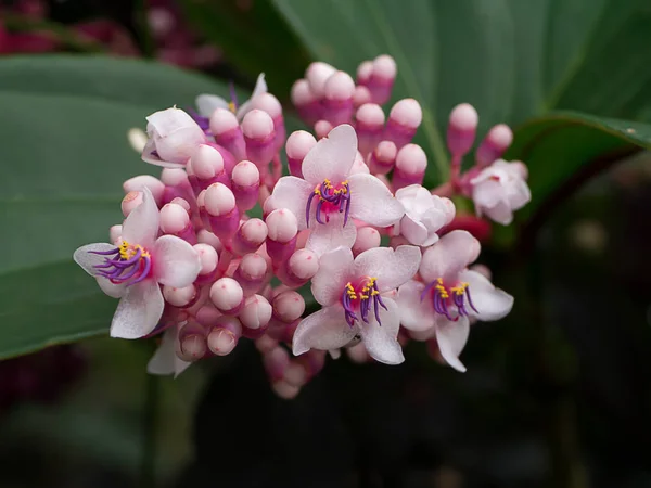 Medinella Магнифика цветок — стоковое фото