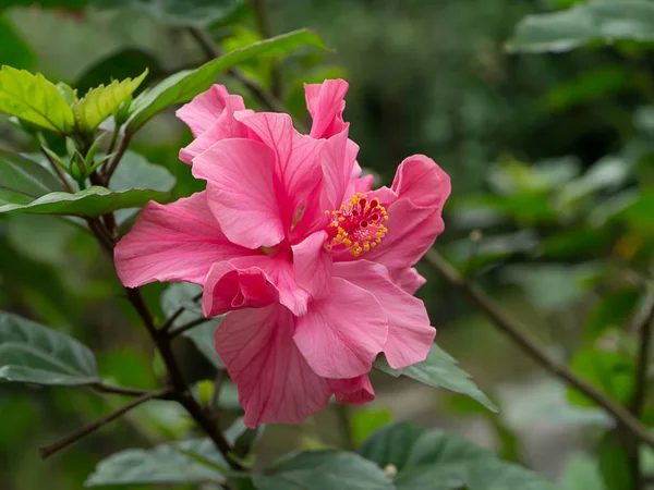 Närbild på rosa hibiscus blomma. — Stockfoto