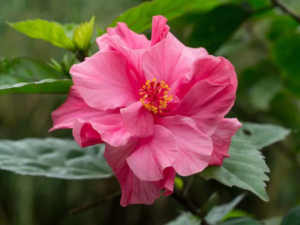 Primer plano de flor de hibisco rosa . — Foto de Stock