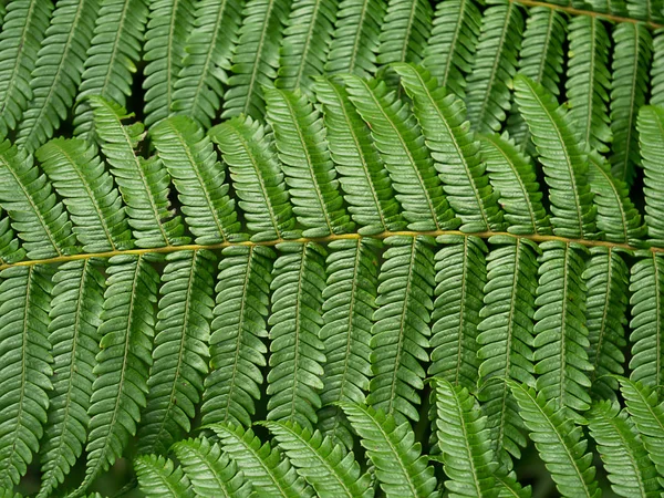 Close up fern leaves. — Stock Photo, Image