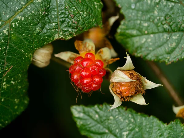 Frutta Rubus alceifolius — Foto Stock