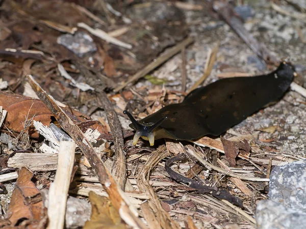 Black snail on the ground — Stock Photo, Image