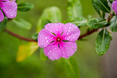 Pembe Catharanthus çevresi çiçek