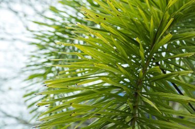Foxtail Palm yaprakları yakın