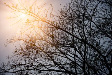Bodhi ağacının siluet dalları.