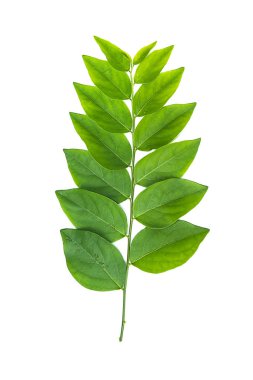 Sauropus androgynus bitki.