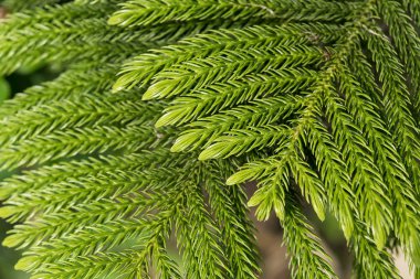 Çam yaprakları yakın çekim.