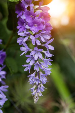 Mor çelenk çiçek.