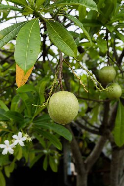 İntihar ağacın meyvesi