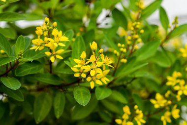 Thryallis glauca çiçek.