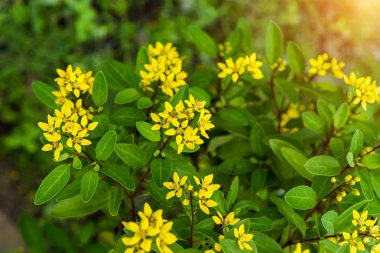 Thryallis glauca çiçek.