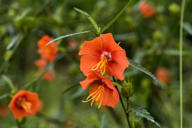 Orange Pentapetes phoenicea çiçek.