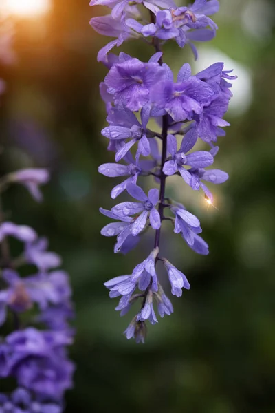 Μοβ λουλούδι στεφάνι. — Φωτογραφία Αρχείου