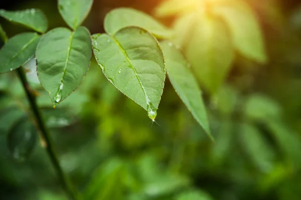 Folha verde de rosa planta . — Fotografia de Stock