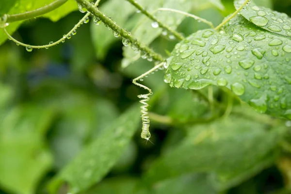 Hera verde com gota de água — Fotografia de Stock