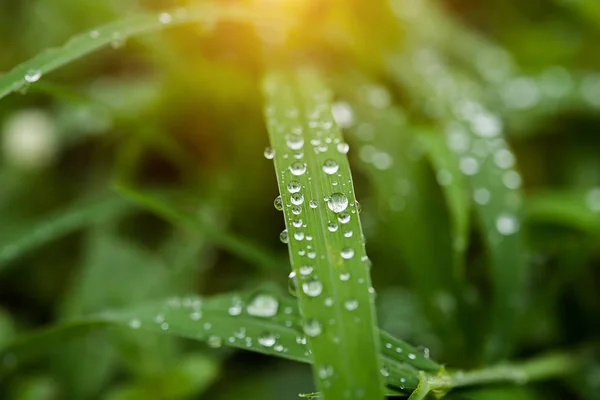 Folha verde com gota de água — Fotografia de Stock