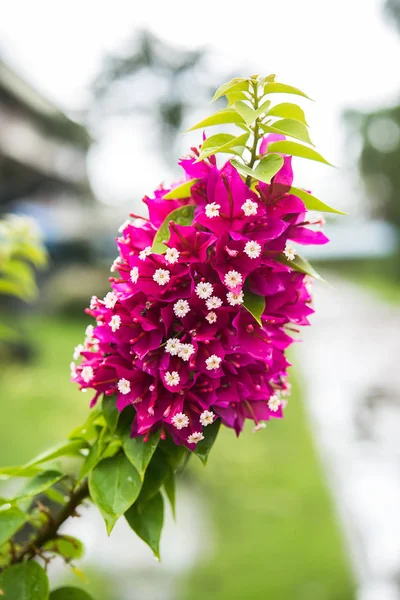 Rosa Bougainvillea-Blume. — Stockfoto