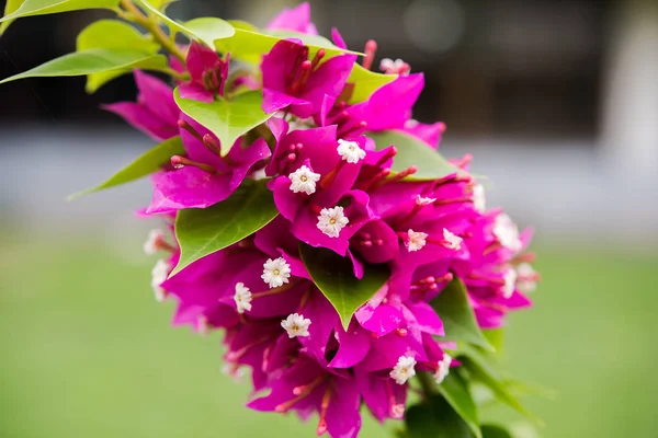 Fiore di bouganville rosa . — Foto Stock