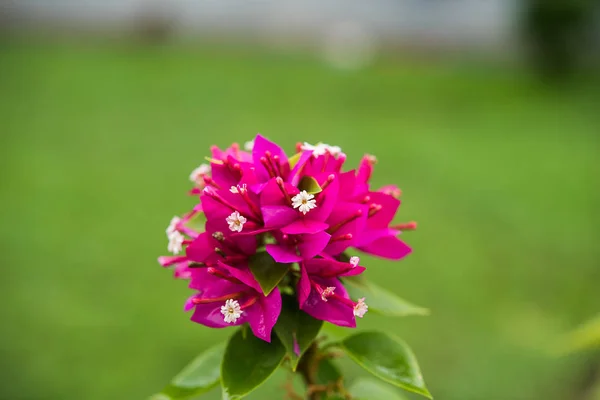 Blomman rosa bougainvillea. — Stockfoto