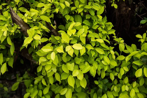 Lofty hojas de higo . —  Fotos de Stock