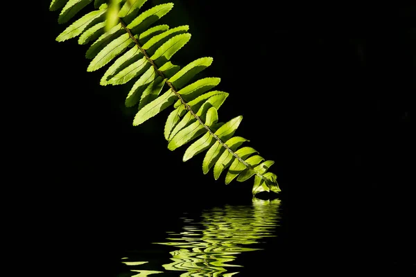 Close up fern leaf — Stock Photo, Image