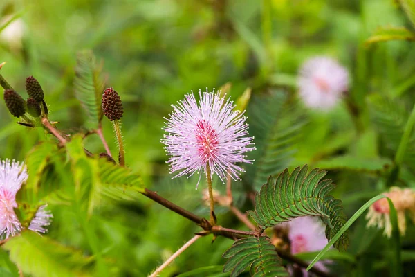 Primo piano di Fiore vegetale sensibile . — Foto Stock