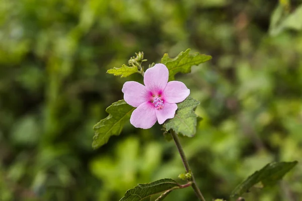 Caesar plevelná rostlina — Stock fotografie