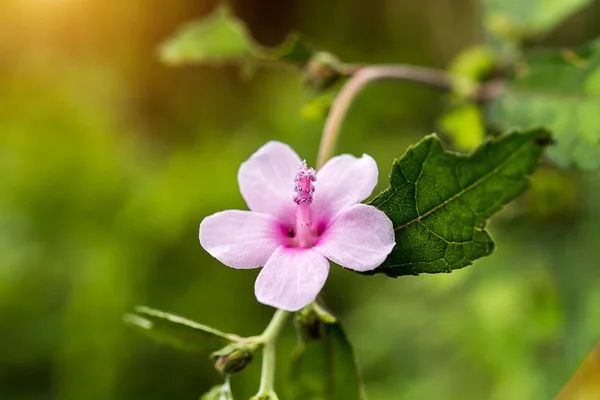 César planta de malezas — Foto de Stock