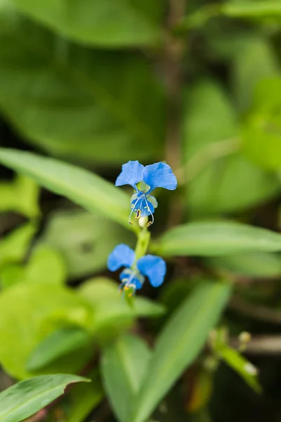 つゆくさを登山の青い花 — ストック写真