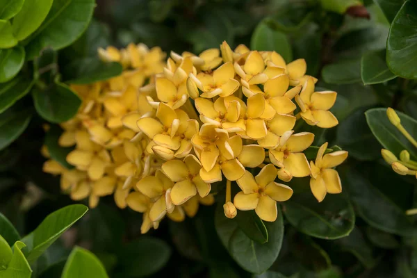 Flor ixora amarela . — Fotografia de Stock