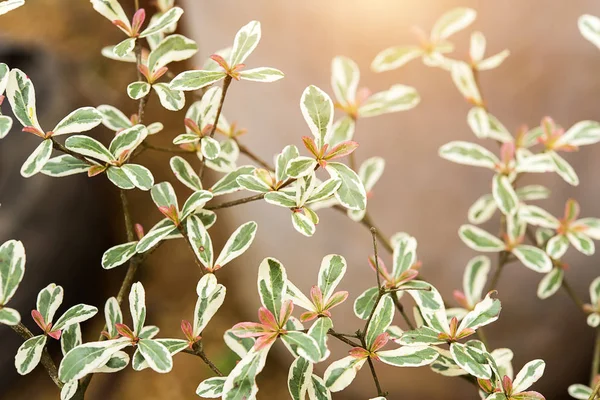 Ivory Coast almond leaves — Stock Photo, Image