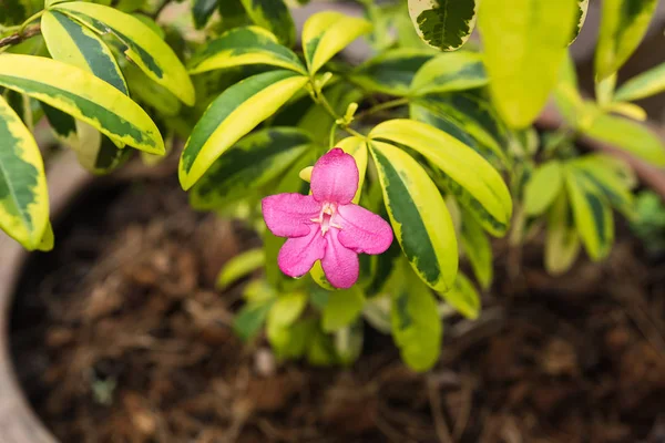 ラヴェニアピンクの花. — ストック写真