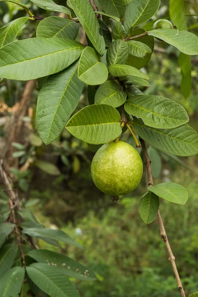 Guava verde con foglie sull'albero . — Foto Stock