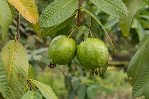 Groene Guava met bladeren op boom. — Stockfoto