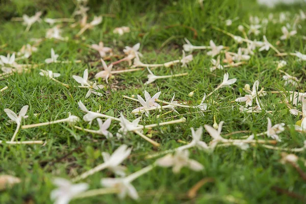 Flowers fallen on grass — Stock Photo, Image