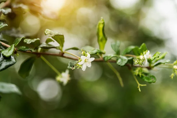 Eukien tea flower — Stock Photo, Image