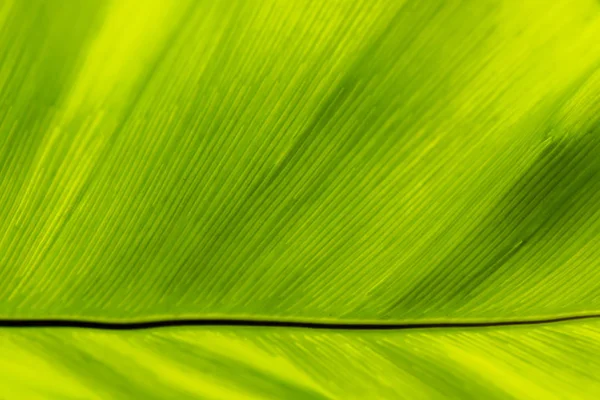 Textura de hojas de helecho —  Fotos de Stock