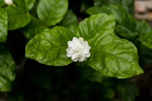 Witte jasmijn bloem. — Stockfoto