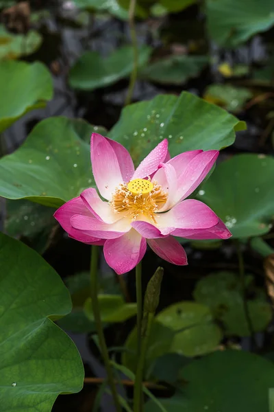 Vicino fiore di loto rosa — Foto Stock